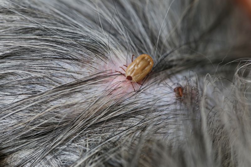 Signs Your Commercial Property Needs Flea And Tick Treatment